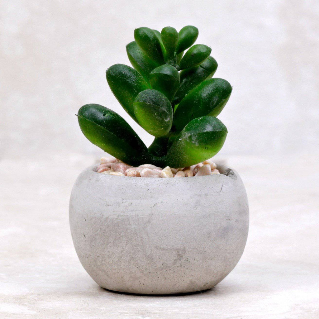 Mini Succulent | Window Haworthia - Kalalou - Coco and Duckie 