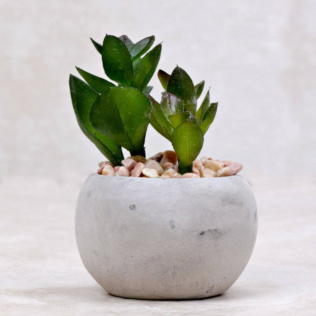Mini Succulent | Crinum - Kalalou - Coco and Duckie 