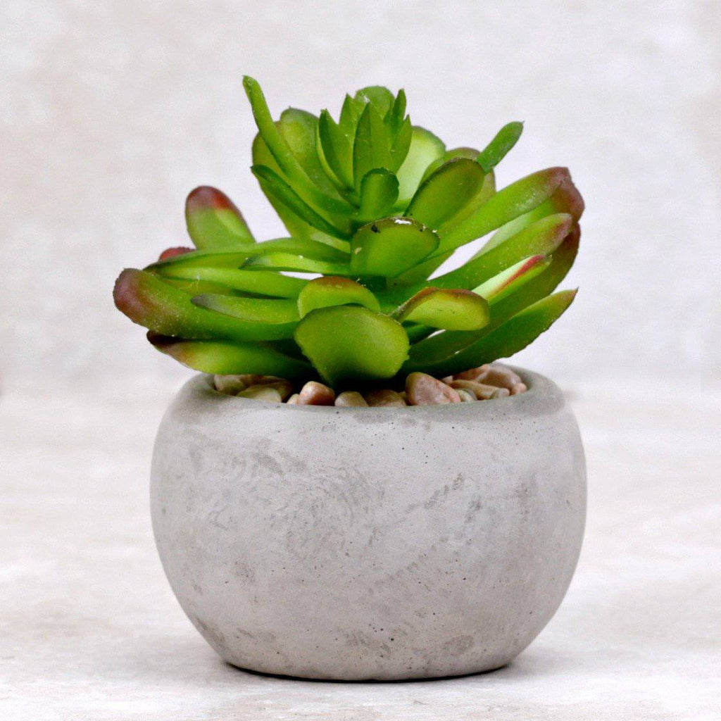 Mini Succulent | Adromischus - Kalalou - Coco and Duckie 