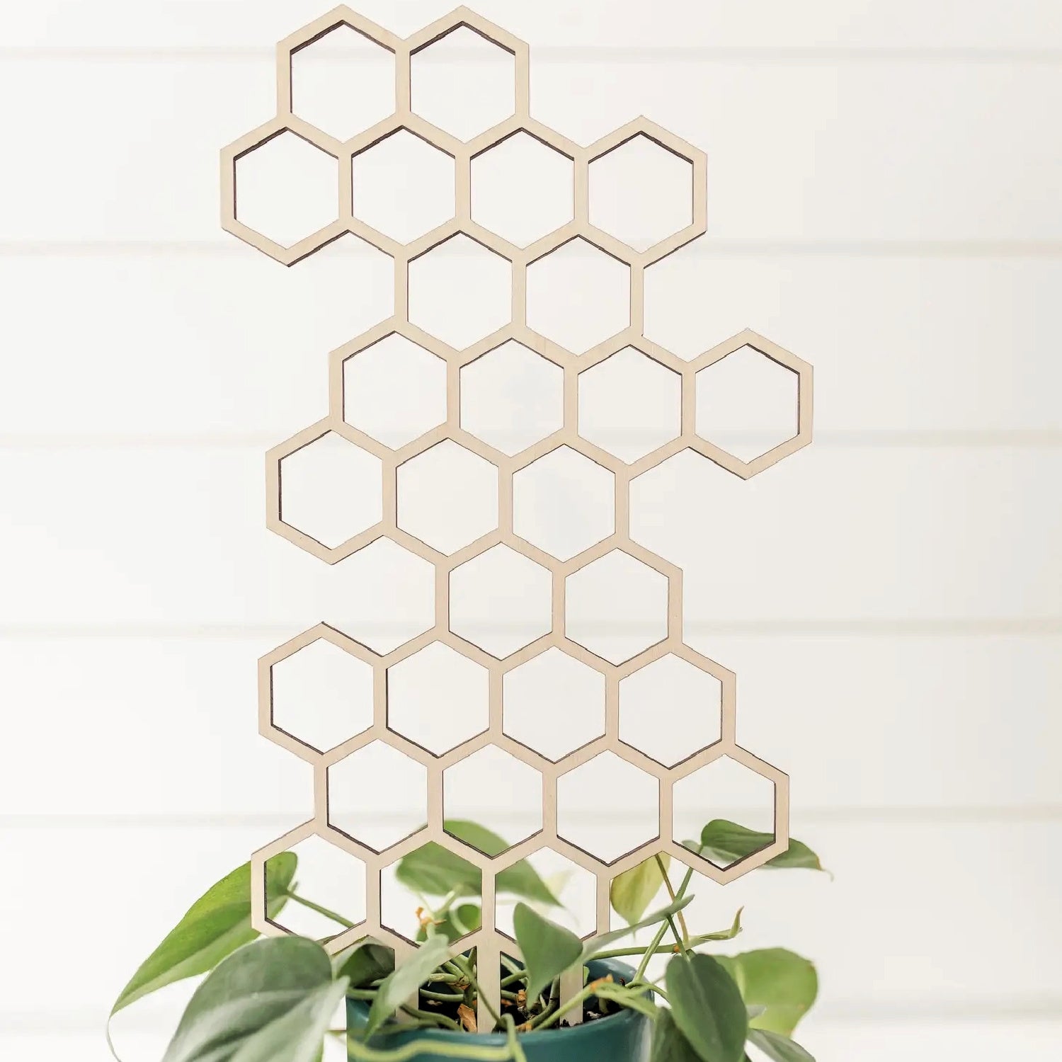 hexagon plant trellis Large Honeycomb Plant Trellis – Coco and Duckie