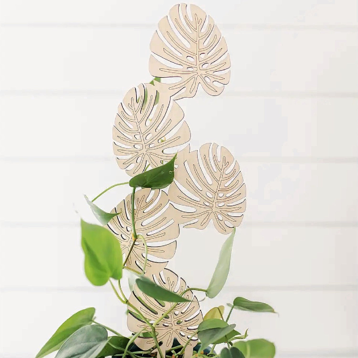 monstera climbing Climbing Monstera Plant Trellis – Coco and Duckie